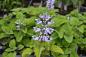 Preview: Plectranthus, Zulu- (Pflanze)